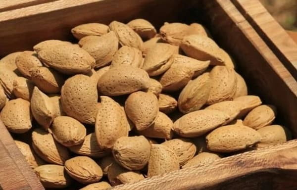 تصویر 5 از قیمت بادام سنگی شیرین با کیفیت ارزان + خرید عمده